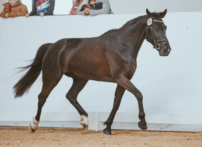 Sehr schicke 6-jährige Stute mit viel Qualität, Elke Sieberer-Kefer, Horses For Sale, Grünau im Almtal, Image 2