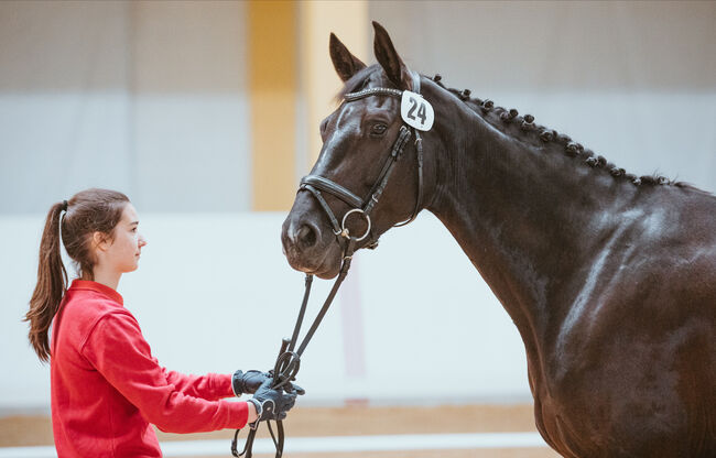 Sehr schicke 6-jährige Stute mit viel Qualität, Elke Sieberer-Kefer, Horses For Sale, Grünau im Almtal, Image 5