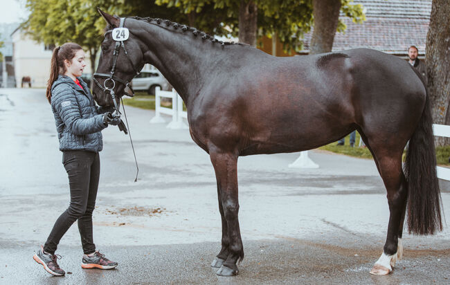 Sehr schicke 6-jährige Stute mit viel Qualität, Elke Sieberer-Kefer, Horses For Sale, Grünau im Almtal, Image 6