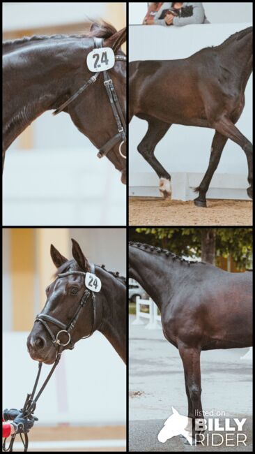 Sehr schicke 6-jährige Stute mit viel Qualität, Elke Sieberer-Kefer, Horses For Sale, Grünau im Almtal, Image 7