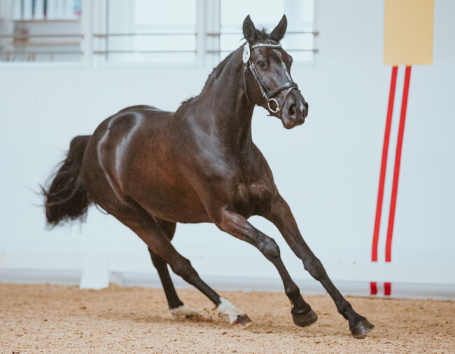 Sehr schicke 6-jährige Stute mit viel Qualität, Elke Sieberer-Kefer, Horses For Sale, Grünau im Almtal, Image 3