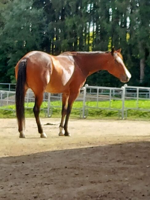 sehr korrekte Quarter Horse Stute, Kerstin Rehbehn (Pferdemarketing Ost), Horses For Sale, Nienburg, Image 8