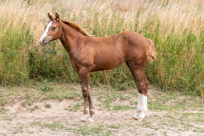 sehr korrekte, taffe Quarter Horse Stute, Kerstin Rehbehn (Pferdemarketing Ost), Horses For Sale, Nienburg