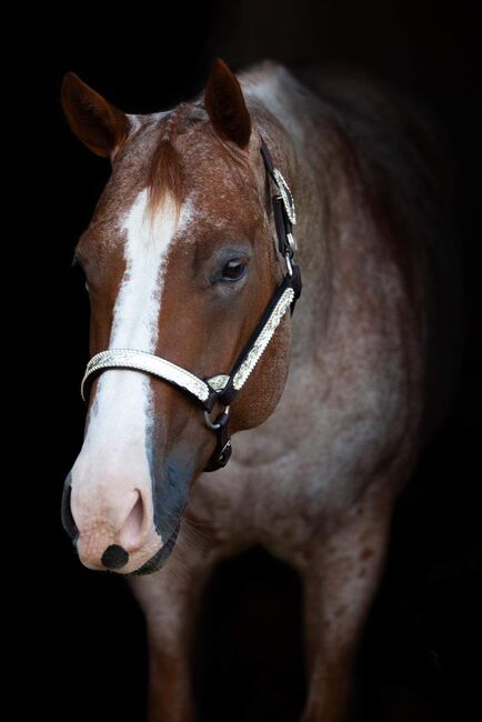 Sehr talentiertes Allaround Prospekt von VS Flatline, Kerstin Rehbehn (Pferdemarketing Ost), Horses For Sale, Nienburg, Image 2