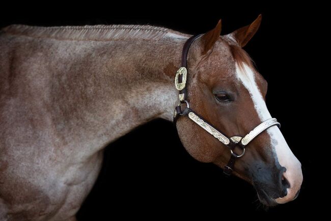 Sehr talentiertes Allaround Prospekt von VS Flatline, Kerstin Rehbehn (Pferdemarketing Ost), Horses For Sale, Nienburg