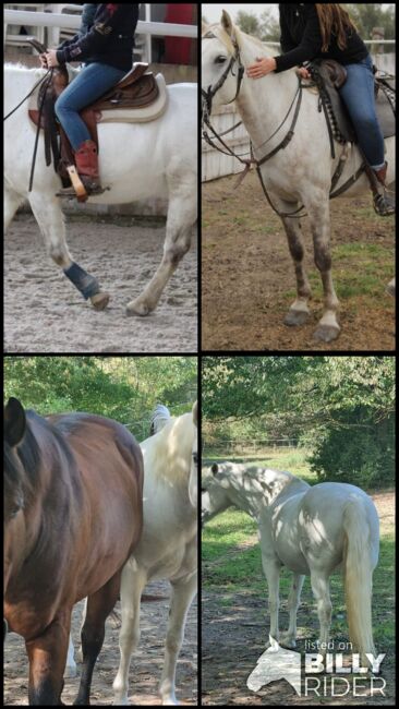 Sehr typvoller, gut gerittener Camargue Wallach, Kerstin Rehbehn (Pferdemarketing Ost), Horses For Sale, Nienburg, Image 12