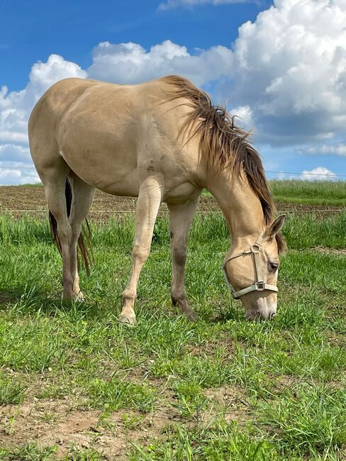 Sehr gut gebaute Quarter Horse Stute in Traumfarbe, Kerstin Rehbehn (Pferdemarketing Ost), Horses For Sale, Nienburg, Image 10