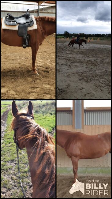 Sehr brave, gut gerittene Quarter Horse Stute von Imagimotion, Kerstin Rehbehn (Pferdemarketing Ost), Horses For Sale, Nienburg, Image 13