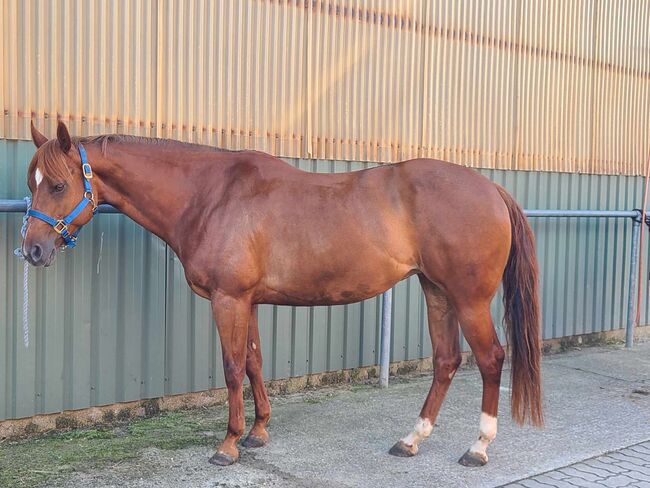 Sehr brave, gut gerittene Quarter Horse Stute von Imagimotion, Kerstin Rehbehn (Pferdemarketing Ost), Horses For Sale, Nienburg, Image 12