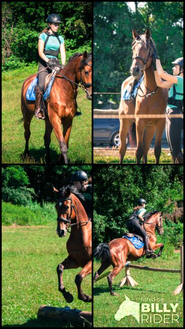 Sehr braver gerittener 4 jähriger Wallach, Pauline Erös, Horses For Sale, Gleisdorf, Image 5