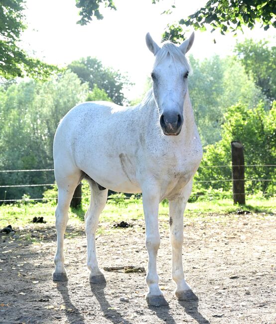 Sehr braver sympatischer Wallach, Alexandra, Horses For Sale, Wald, Image 9