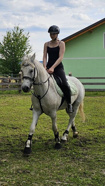 Sehr braver sympatischer Wallach, Alexandra, Horses For Sale, Wald, Image 2