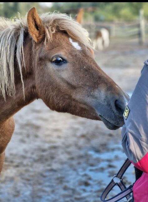 Ganz brave Isländer Stute mit guter Abstammung, Kerstin Rehbehn (Pferdemarketing Ost), Horses For Sale, Nienburg, Image 6