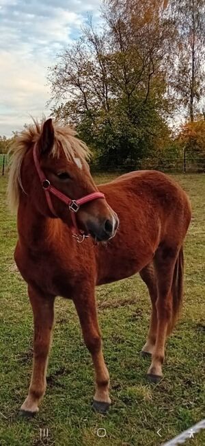 Ganz brave Isländer Stute mit guter Abstammung, Kerstin Rehbehn (Pferdemarketing Ost), Horses For Sale, Nienburg, Image 11