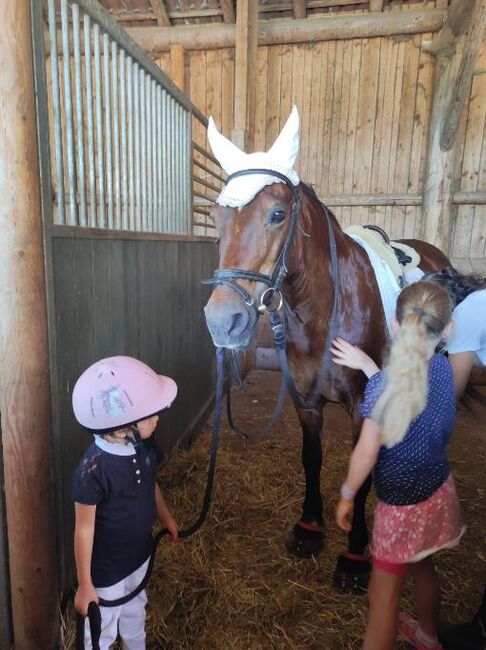 Sehr brave Ponystute Welsh Cob D, Steffi, Horses For Sale, Aying, Image 5