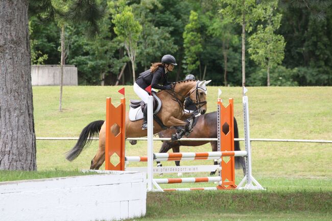 Sehr brave sportliche Deutsche Reitponystute, Jana Kölblinger , Horses For Sale, Wien, Image 3