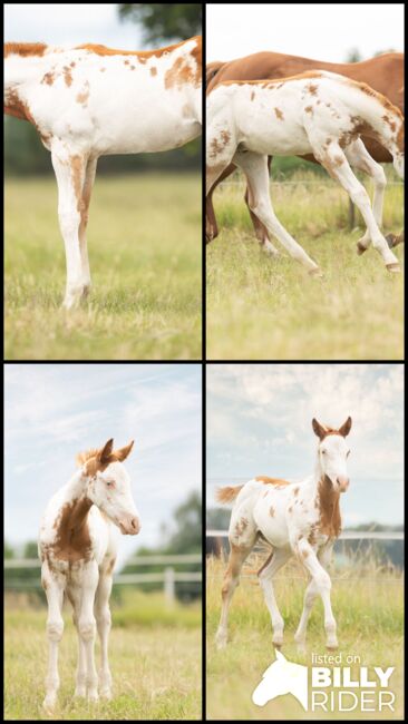 Sehr kräftiger Eyecatcher mit Traumbewegungen und top Abstammung, Kerstin Rehbehn (Pferdemarketing Ost), Horses For Sale, Nienburg, Image 9
