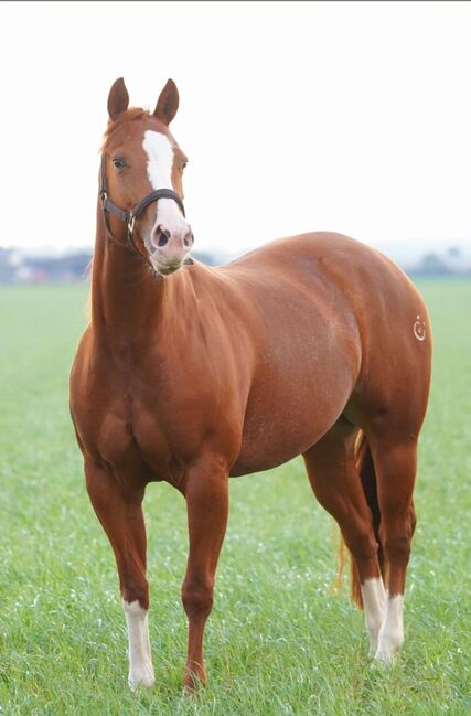 Ganz liebe, verschmuste Quarter Horse Stute, Kerstin Rehbehn (Pferdemarketing Ost), Horses For Sale, Nienburg, Image 12