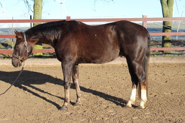 Sehr lieber Quarter Horse Wallach von Shiners Voodoo, Kerstin Rehbehn (Pferdemarketing Ost), Horses For Sale, Nienburg, Image 2