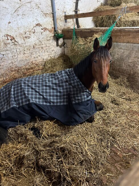 Ganz lieber Wallach, Pferd , 4 Jahre alt, Rita Neufeld, Horses For Sale, Bad Driburg, Image 3