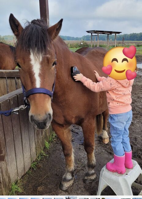 Sehr lieber Urfreiberger Wallach, Nana, Horses For Sale, Jembke, Image 4