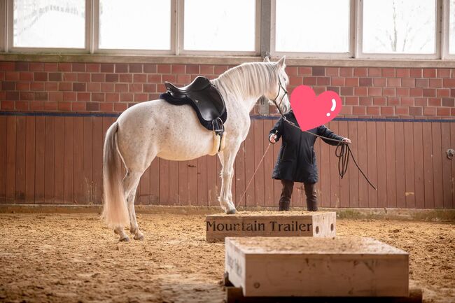 Sehr menschenbezogene, leistungsbereite Spanier Stute, Kerstin Rehbehn (Pferdemarketing Ost), Horses For Sale, Nienburg