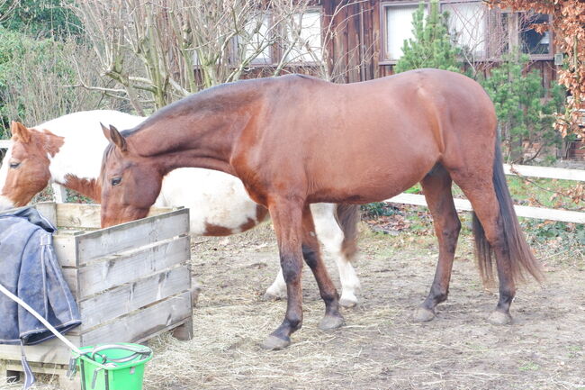 Sehr schöner Andalusier Wallach zu verkaufen, Veit, Horses For Sale, Kirchlinteln