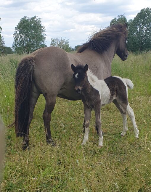 Sehr nette Islandstute mit guter Abstammung und schönen Gängen aus 2013 gegen Schutzgebühr als Beist, Martina Holz, Horses For Sale, Nauen/ OT Markee, Image 2