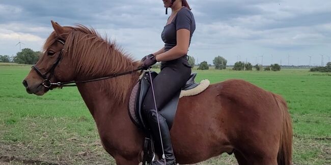 Sehr nette Islandstute mit guter Abstammung und schönen Gängen aus 2013 gegen Schutzgebühr als Beist, Martina Holz, Horses For Sale, Nauen/ OT Markee, Image 3