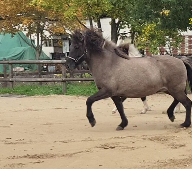 Sehr nette Islandstute mit guter Abstammung und schönen Gängen aus 2013 gegen Schutzgebühr als Beist, Martina Holz, Horses For Sale, Nauen/ OT Markee