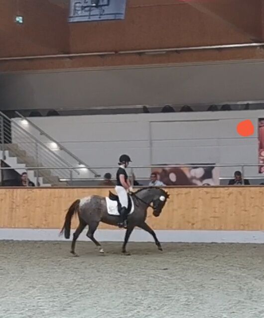 Sehr liebe Reitpony Stute, Kerstin Struck , Horses For Sale, Stadland