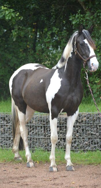 Sehr niedliche, vielseitig einsetzbare Paint/Pinto Stute, Kerstin Rehbehn (Pferdemarketing Ost), Horses For Sale, Nienburg, Image 6