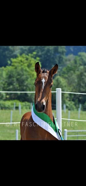 Sehr schicke und springtalentierte Jährlingsstute zu verkaufen, Christina Eibler/Michael Haas , Horses For Sale, Klöch