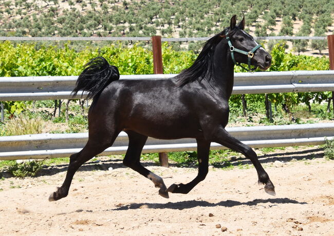 sehr bewegungsstarke 4j. PRE Rappe Stute, Manuela KUBNY , Horses For Sale, Küßnach , Image 3
