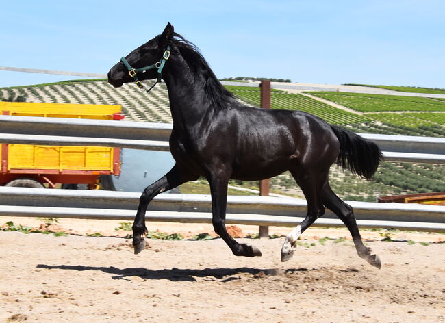 sehr bewegungsstarke 4j. PRE Rappe Stute, Manuela KUBNY , Horses For Sale, Küßnach , Image 4