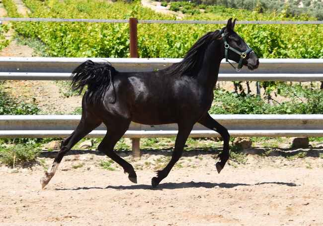sehr bewegungsstarke 4j. PRE Rappe Stute, Manuela KUBNY , Horses For Sale, Küßnach , Image 6