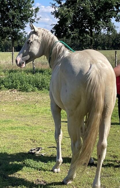 sehr cooler, top gezogener Quarter Horse Wallach, Kerstin Rehbehn (Pferdemarketing Ost), Horses For Sale, Nienburg, Image 6