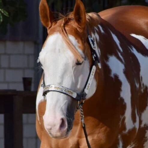 Sehr erfolgreicher Allrounder, Kerstin Rehbehn (Pferdemarketing Ost), Horses For Sale, Nienburg, Image 3