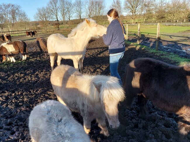 Sehr zutraulicher Quarterpony Hengstjährling sucht liebevolles Zuhause, A.Kresse , Horses For Sale, Albersdorf , Image 2