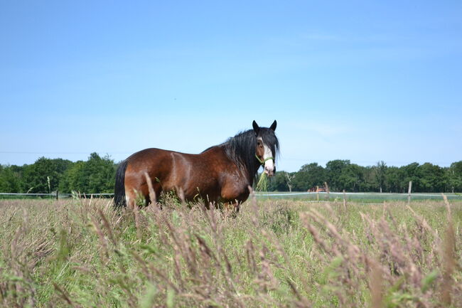 Rarität!: Shire-Horse-Mix, akademisch gearbeitet, Jochen Sandmann, Horses For Sale, Pesnica, Image 2