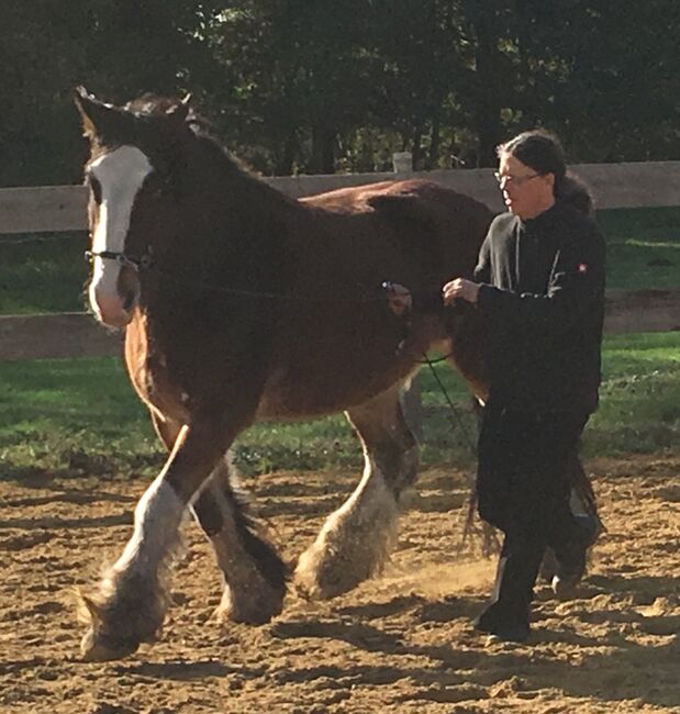 Rarität!: Shire-Horse-Mix, akademisch gearbeitet, Jochen Sandmann, Horses For Sale, Pesnica, Image 5