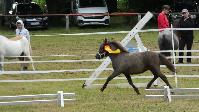 Seltene Smoky Black Tiger Jungstute Partbred Shetlandpony, Nadine  (Shettyzucht Frechdachs ), Horses For Sale, Heringen, Image 2