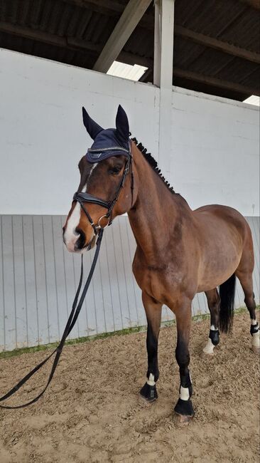 Self-confident, bright and beautiful my 16 year old gelding, Ihor , Horses For Sale, Ovelgonne, Image 3
