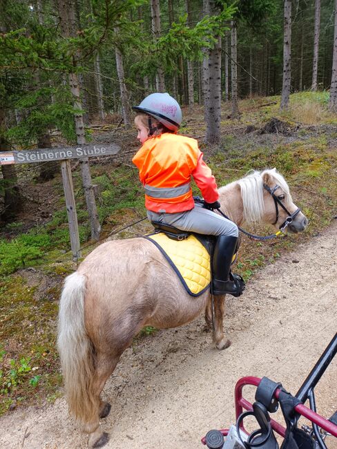 Shetty Stuten Gespann, Katja Peherstorfer, Konie na sprzedaż, Großschönau, Image 5