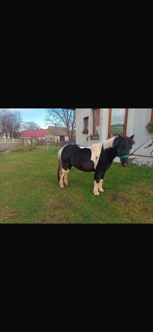 Verkaufe Pony Gespann, Leony , Konie na sprzedaż, Büchenbeuren, Image 6