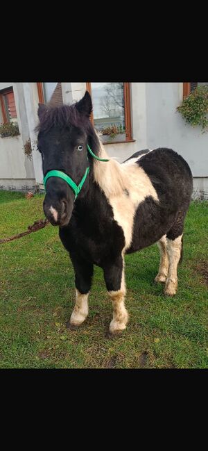 Verkaufe Pony Gespann, Leony , Konie na sprzedaż, Büchenbeuren, Image 8