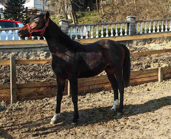 zg. Koseze 4a, 1251 Morvače, JANKO, Pferd kaufen, Moravče