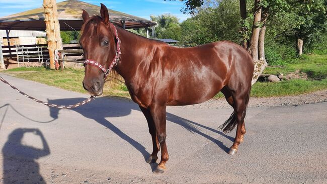 Zierliche, unerschrockene Quarter Horse Stute, Kerstin Rehbehn (Pferdemarketing Ost), Pferd kaufen, Nienburg, Abbildung 4