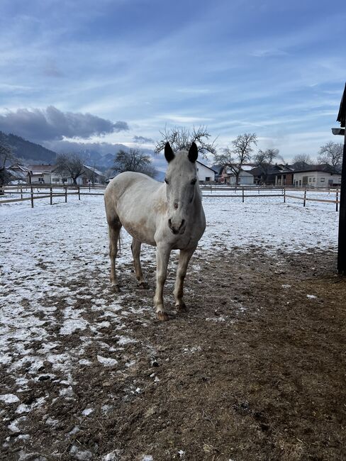 Beistellpferd, Lippitz jürgen, Horses For Sale, Klagenfurt am Wörthersee, Image 5