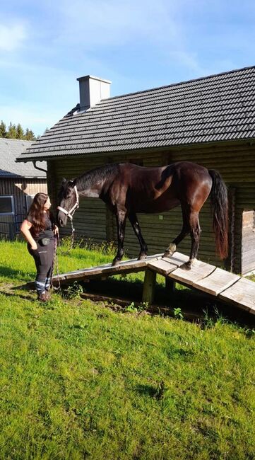 Beistellpferd, Corinna, Horses For Sale, St. Gotthard im Mühlkreis, Image 4